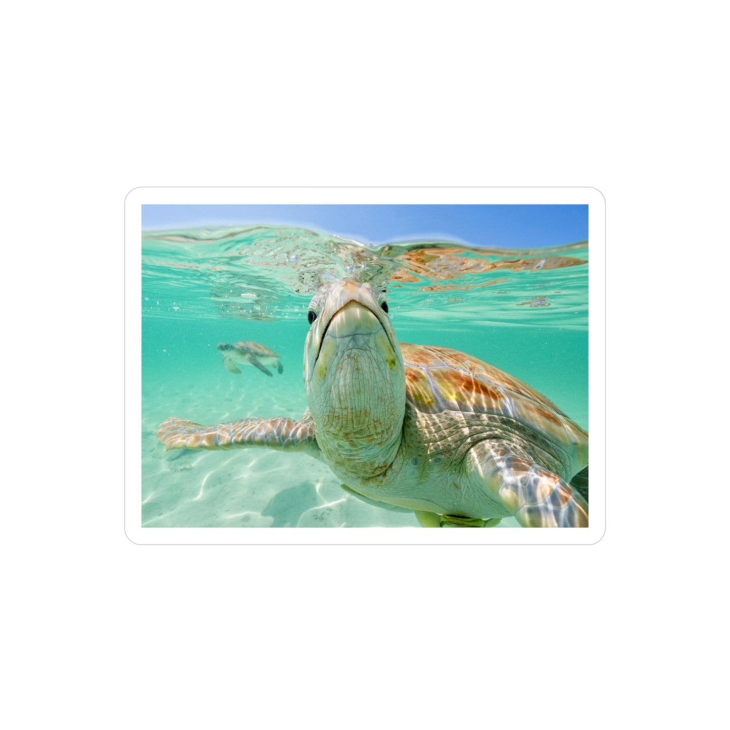Turtle Stickers