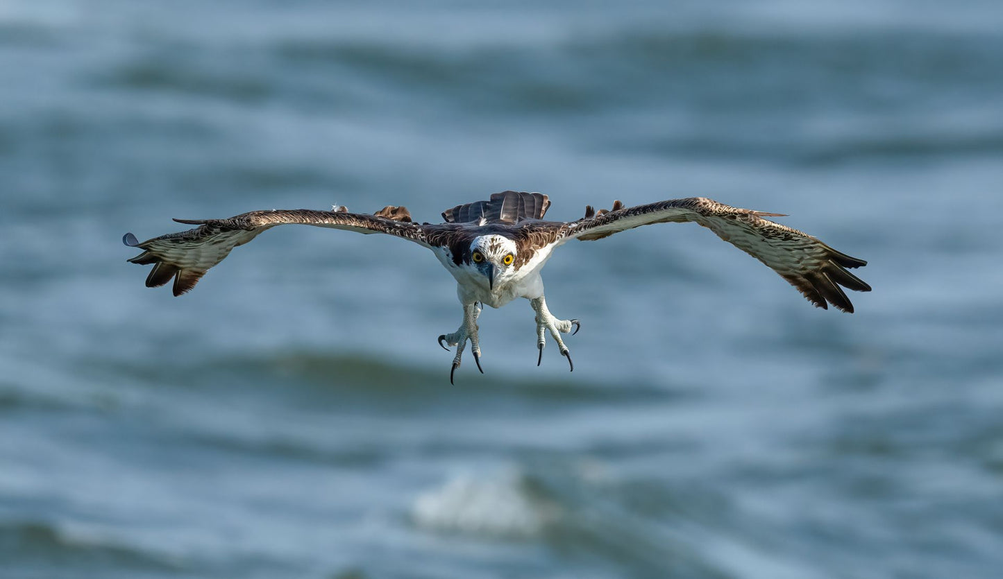 Wildlife Video - A Beginner's Guide to Mastering the Art of Wildlife Videography