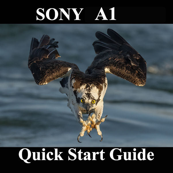 Sony A1 Quick Start Guide for Bird and Wildlife Photography